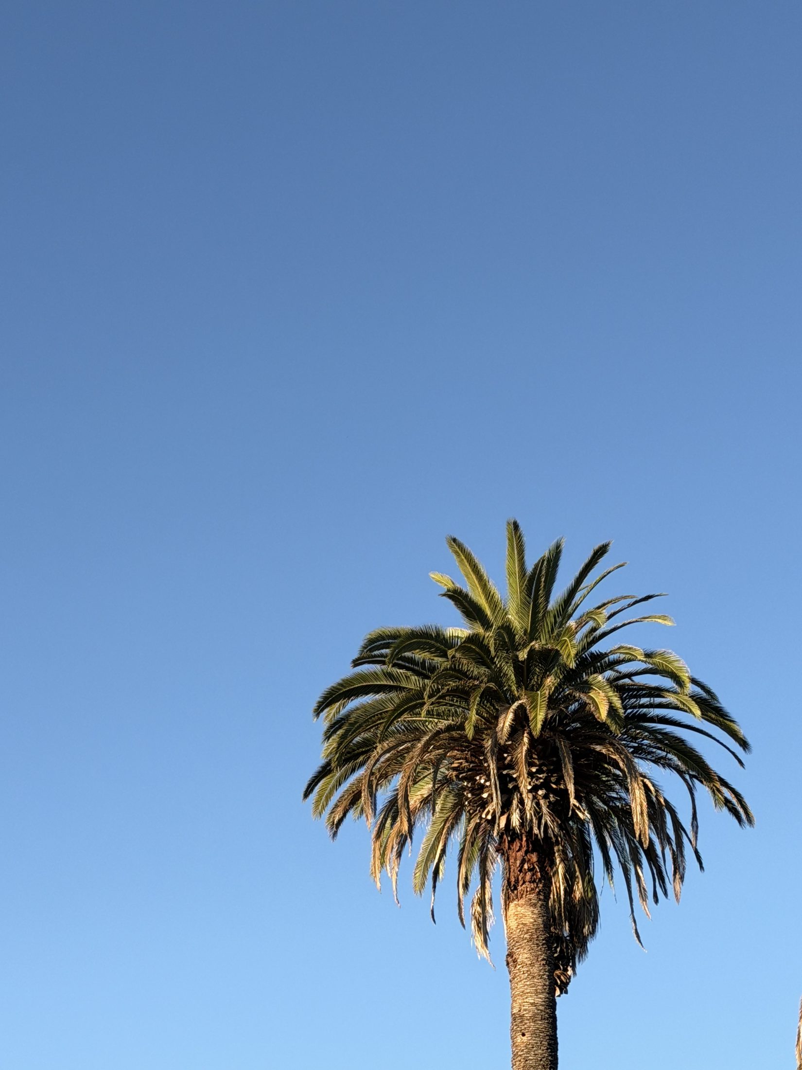 Reaching up.